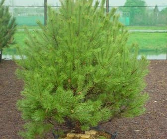 Grove Den (Pinus sylvestris 'Norwegian')