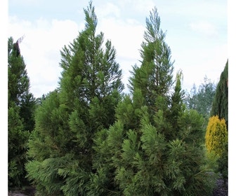 Sikkelden (Cryptomeria japonica 'Kitayama')