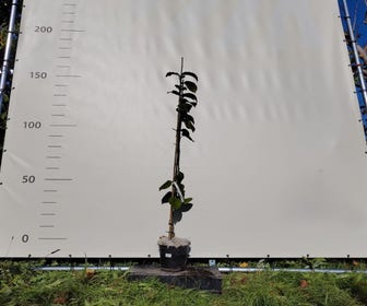 Nashi (Aziatische peer) (Pyrus pyrifolia 'Chuwang') Bio