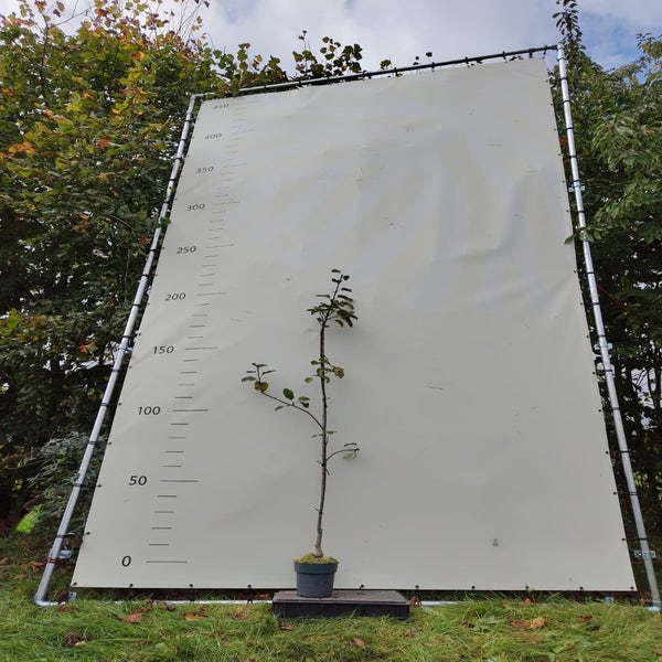 Appelboom (Malus domestica 'Brambley's seedling') Bio