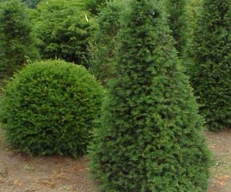 Taxus als Egyptische pyramide (Taxus baccata)