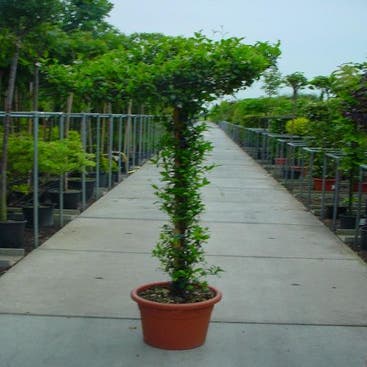 Toscaanse Jasmijn als Dakboom (Trachelospermum jasminoides )