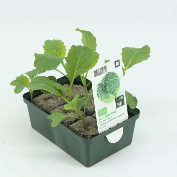 Groene Kool biologisch-BIO