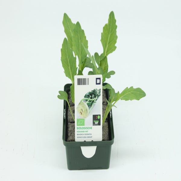Koolrabi wit-BIO