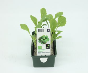 Spruitkool-BIO