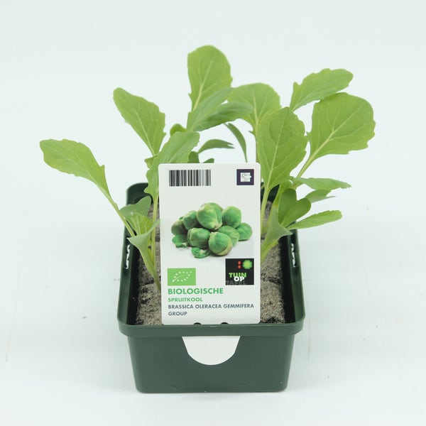 Spruitkool-BIO