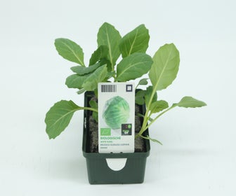 Witte kool-BIO