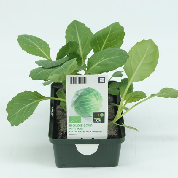 Witte kool-BIO