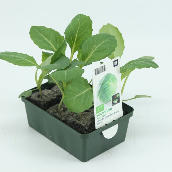 Witte kool-BIO