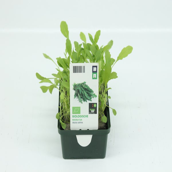Rucola sla-BIO