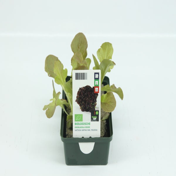 Eikenbladsla Rood BIO