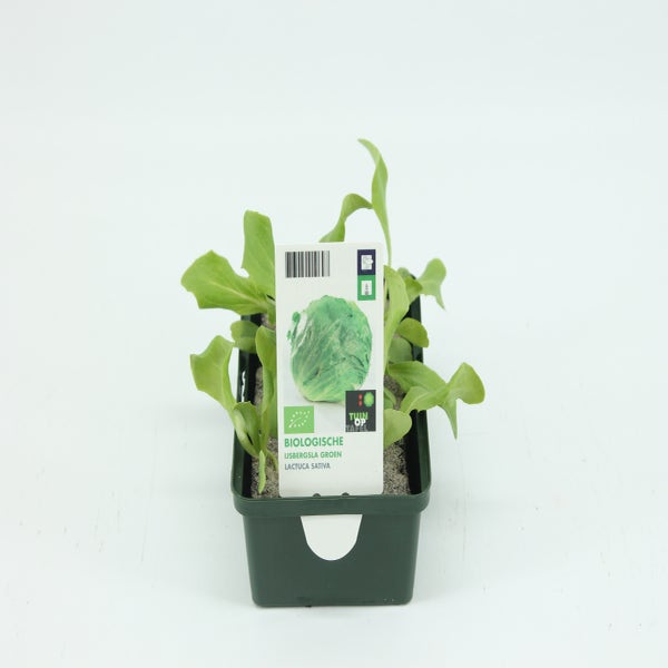 Ijsbergsla groen-BIO