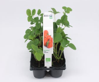 Aardbei Ostara-BIO