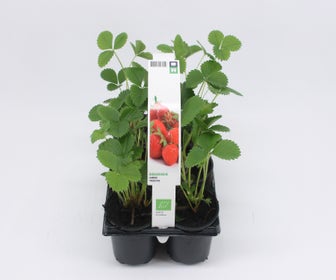 Aardbei Honeoye-BIO