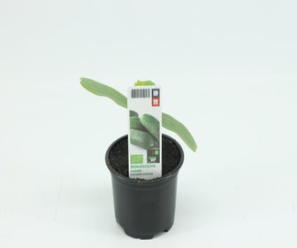 Augurk BIO