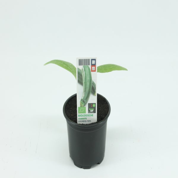 Courgette-BIO