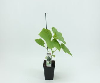 Snackkomkommer geënt-BIO