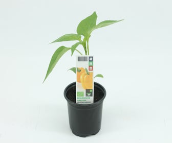 Paprika geel-BIO