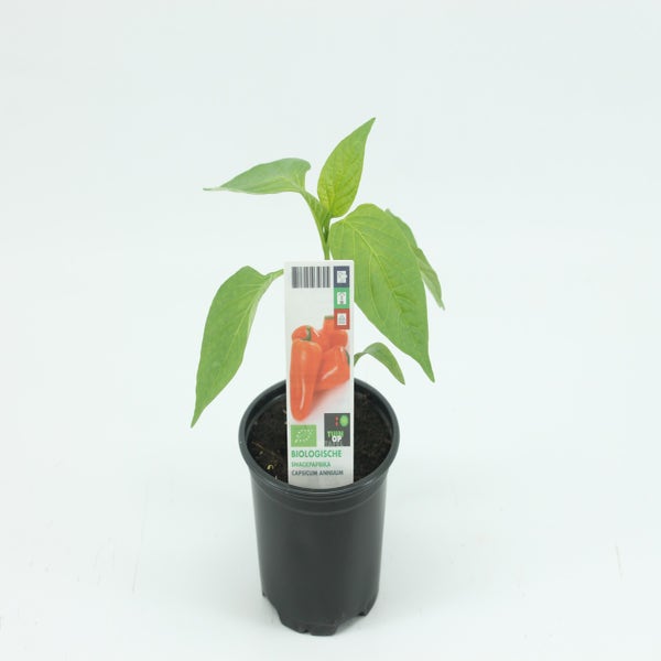 Snackpaprika BIO