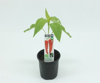 Zoete Puntpaprika BIO