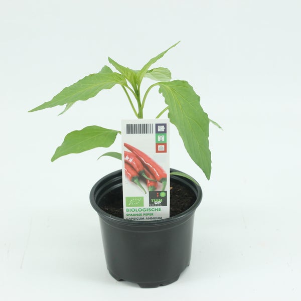 Spaanse peper-BIO