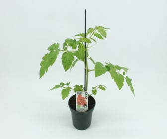 Cherrytomaat geënt-BIO