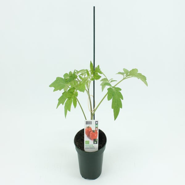 Ronde tomaat geënt-BIO