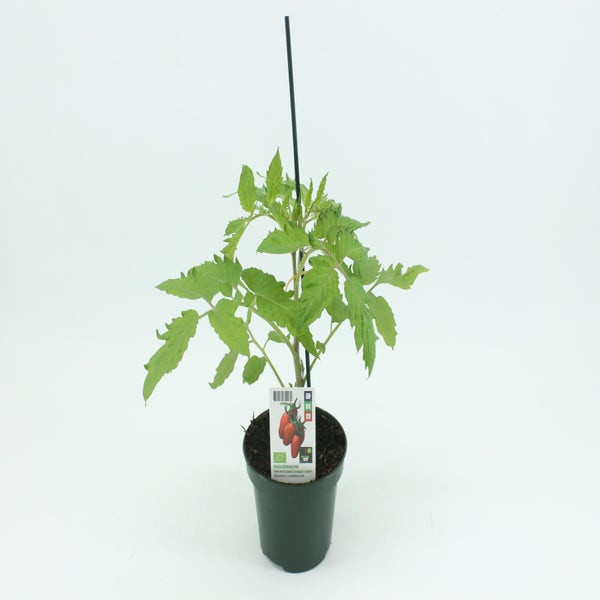 San Marzano Tomaat Geënt BIO