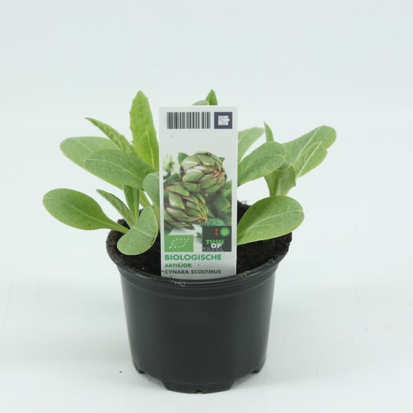 Artisjok BIO