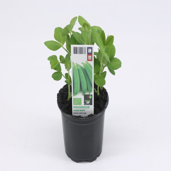 Sugar Snaps BIO