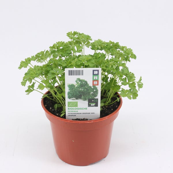 Peterselie biologisch-BIO