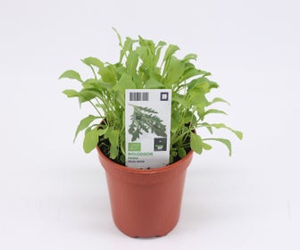 Rucola biologisch-BIO