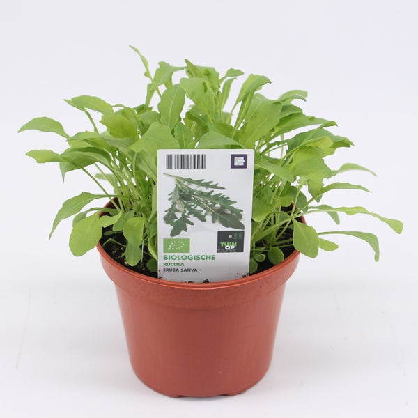 Rucola biologisch-BIO