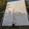 Hazelaar (Corylus avellana 'Gunslebert') Bio