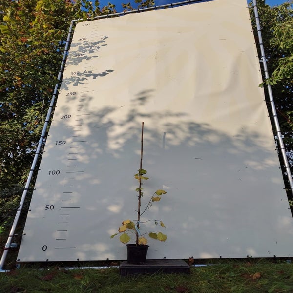Hazelaar (Corylus avellana 'Gunslebert') Bio