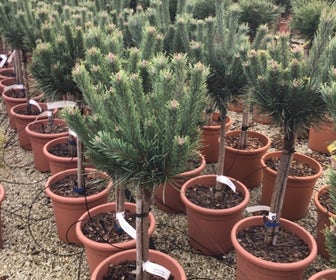 Grove den op stam (Pinus sylvestris 'Watereri')