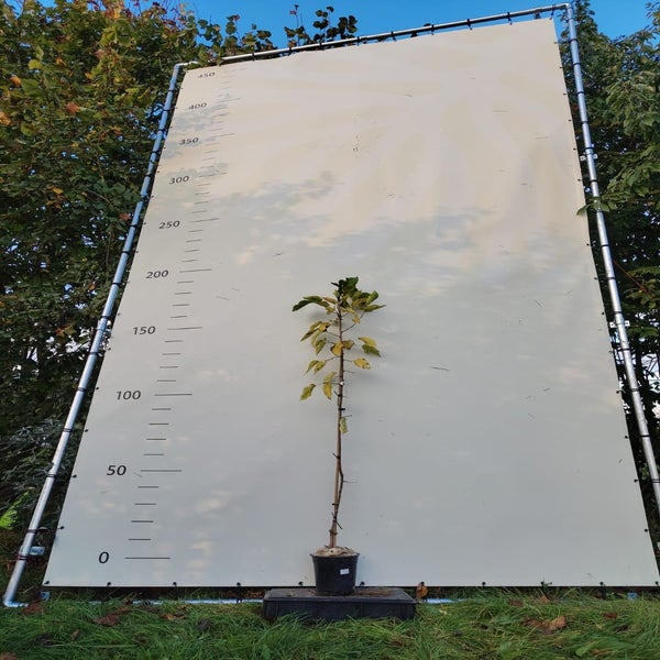 Zwarte moerbei (Morus nigra 'Shelly') Bio