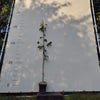 Nashi (Aziatische peer) (Pyrus pyrifolia 'Shinseiki') Bio