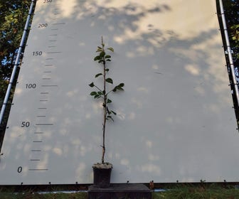 Nashi (Aziatische peer) (Pyrus pyrifolia 'Shinseiki') Bio
