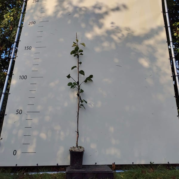 Nashi (Aziatische peer) (Pyrus pyrifolia 'Shinseiki') Bio