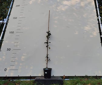 Perenboom (Pyrus communis 'Plant de blanc') Bio