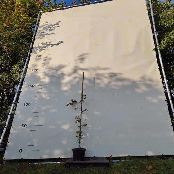 Hazelaar (Corylus avellana 'Corabel') Bio