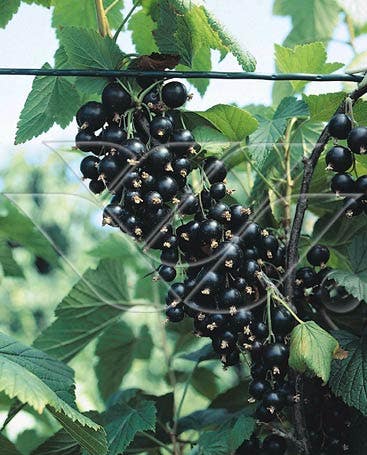 Ribes nigrum 'Ben Nevis'