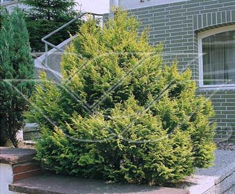 Cypres (Chamaecyparis pisifera 'Plumosa Aurea')