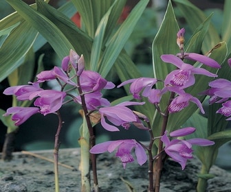 Aardorchidee bloembol (Bletilla striata)