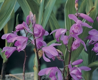 Aardorchidee bloembol (Bletilla striata)