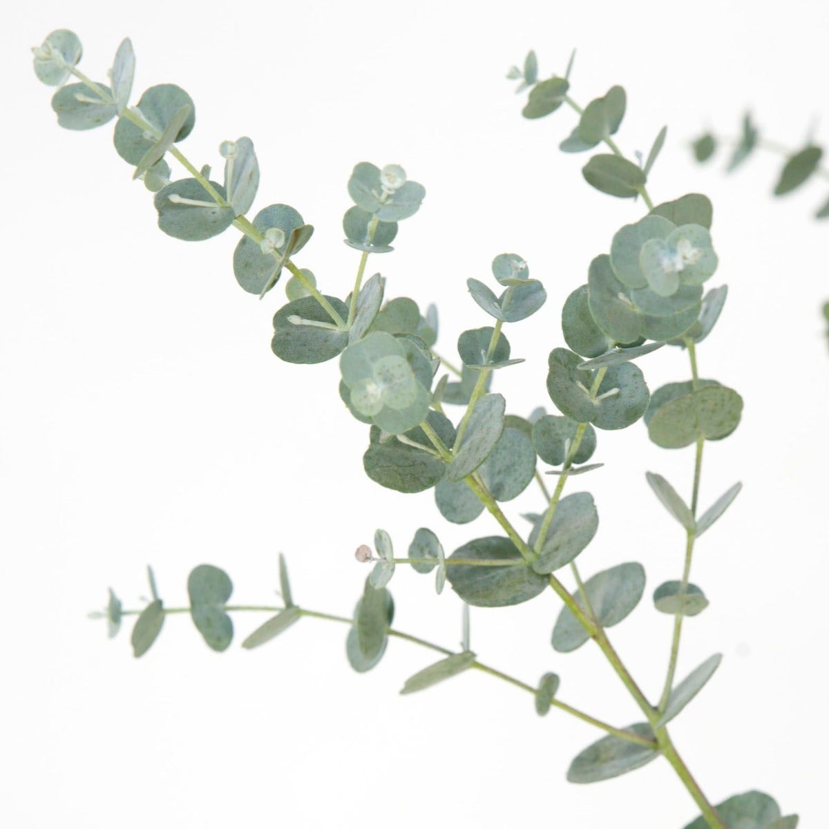 Eucalyptus gunnii 'Azura'