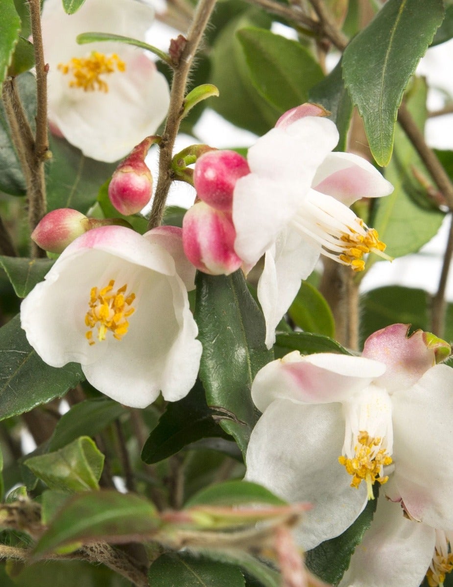 Camellia japonica 'Alba Plena'