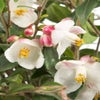 Camellia (Camellia japonica 'Cupido')
