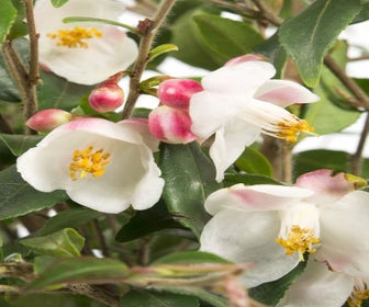 Camelia (Camellia rosthorniana 'Cupido')